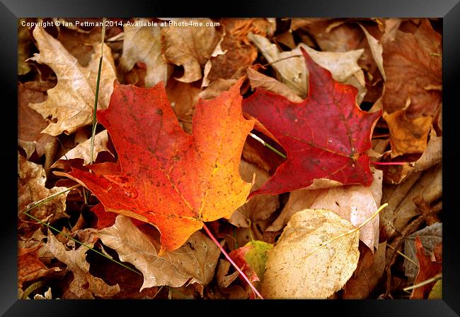  Michigan Fall Leaves Framed Print by Ian Pettman