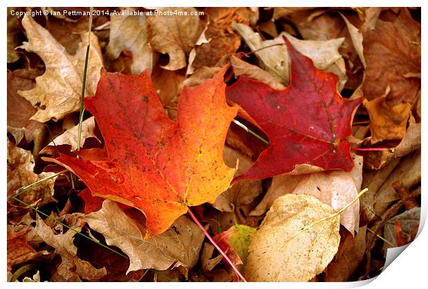  Michigan Fall Leaves Print by Ian Pettman