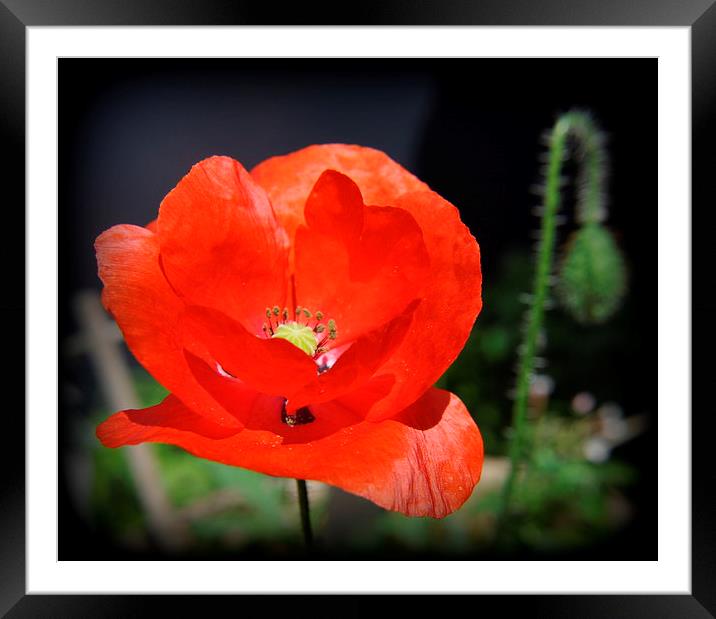 poppy,s  Framed Mounted Print by sue davies