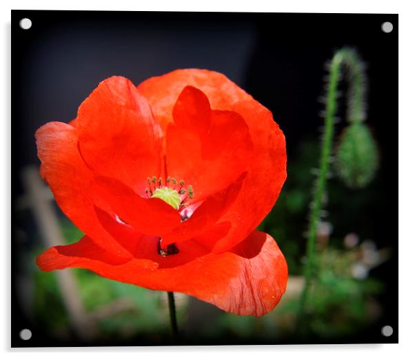 poppy,s  Acrylic by sue davies