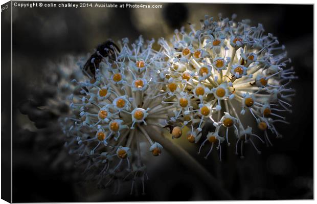 Castor Oil Plant Flowers Canvas Print by colin chalkley