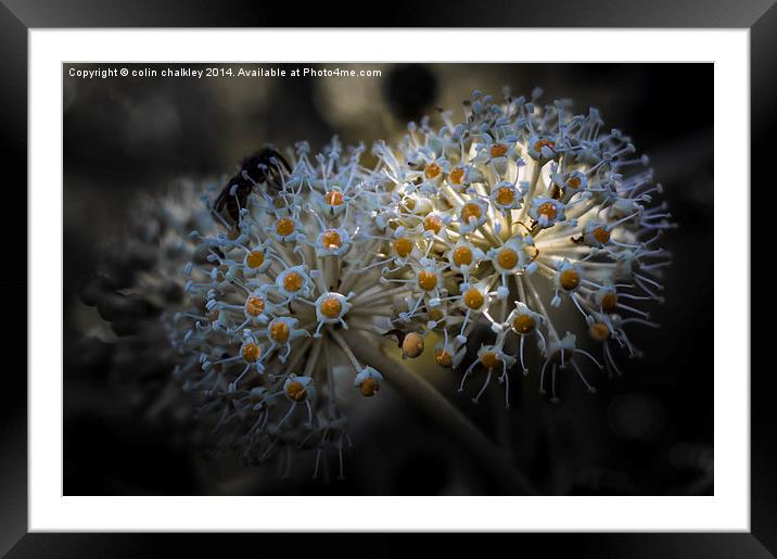 Castor Oil Plant Flowers Framed Mounted Print by colin chalkley