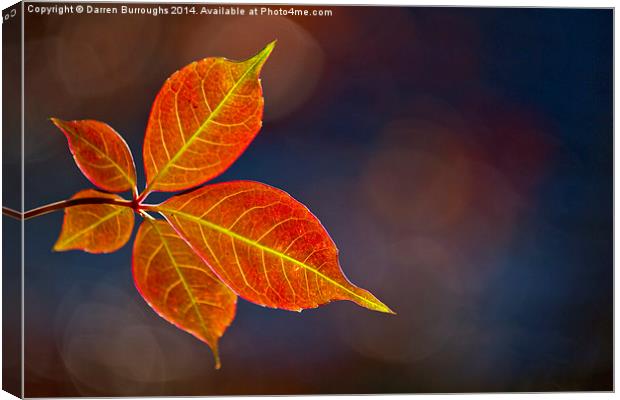  Autumn Leaf Canvas Print by Darren Burroughs