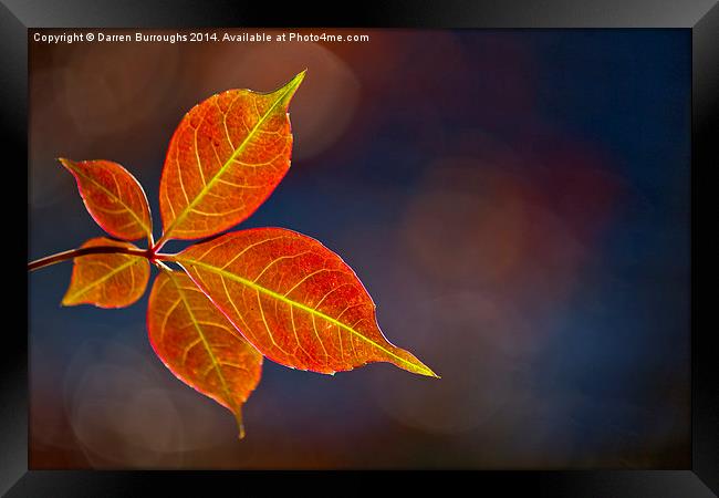  Autumn Leaf Framed Print by Darren Burroughs