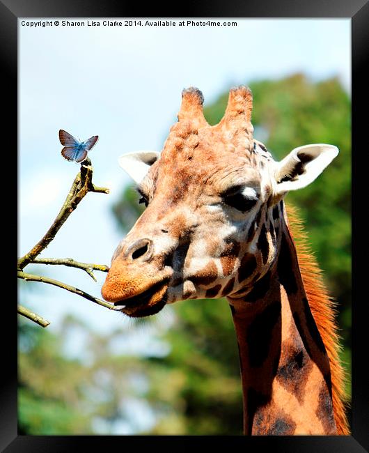  Just a Giraffe and a friend Framed Print by Sharon Lisa Clarke