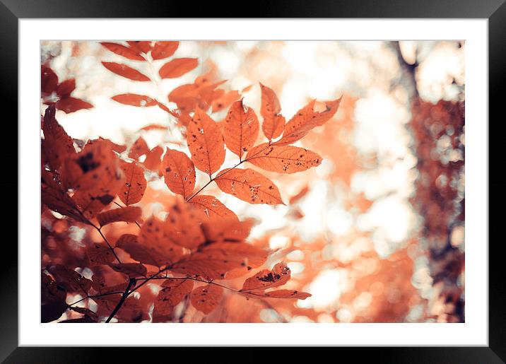   Rusty Leaves  Framed Mounted Print by Jenny Rainbow