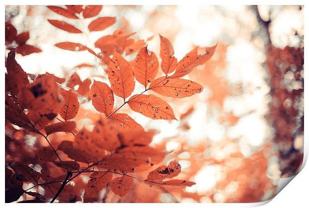   Rusty Leaves  Print by Jenny Rainbow