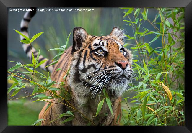  Tiger walking through bamboo Framed Print by Susan Sanger