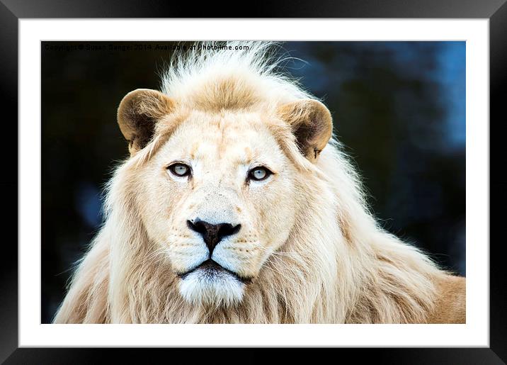  White Lion Framed Mounted Print by Susan Sanger