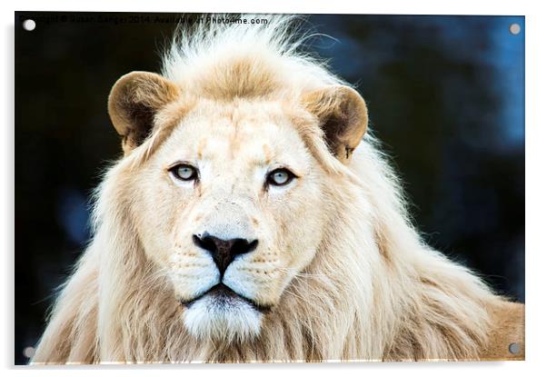  White Lion Acrylic by Susan Sanger