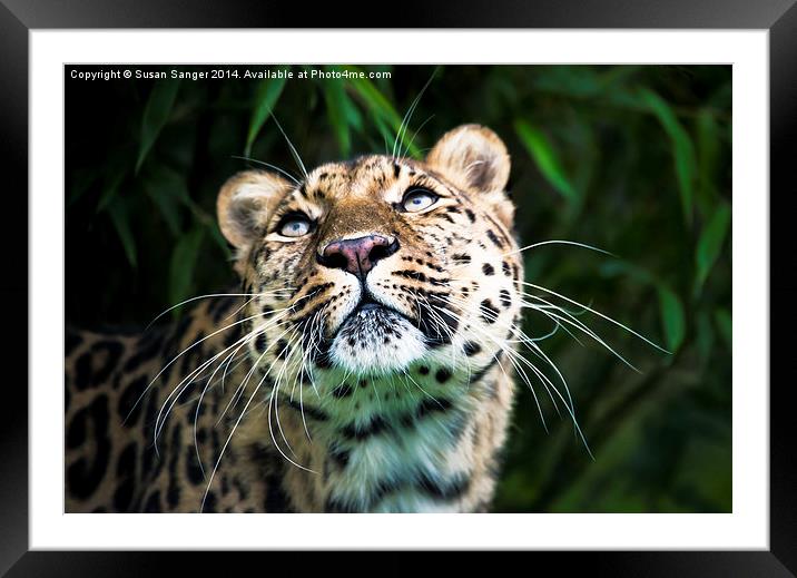  Leopard lashes Framed Mounted Print by Susan Sanger