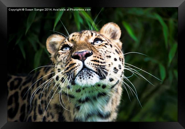 Leopard lashes Framed Print by Susan Sanger