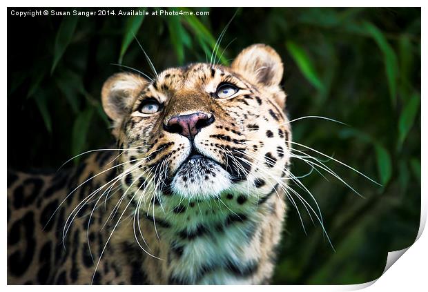  Leopard lashes Print by Susan Sanger