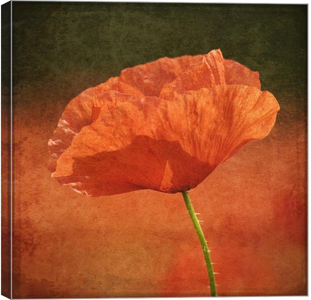 Poppy in a sea of red Canvas Print by James Rowland