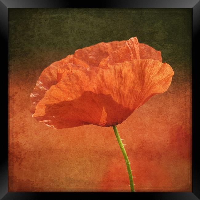 Poppy in a sea of red Framed Print by James Rowland
