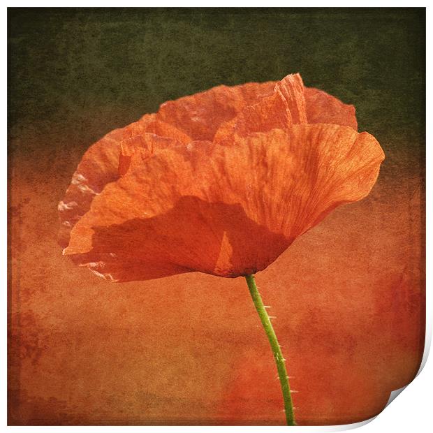 Poppy in a sea of red Print by James Rowland