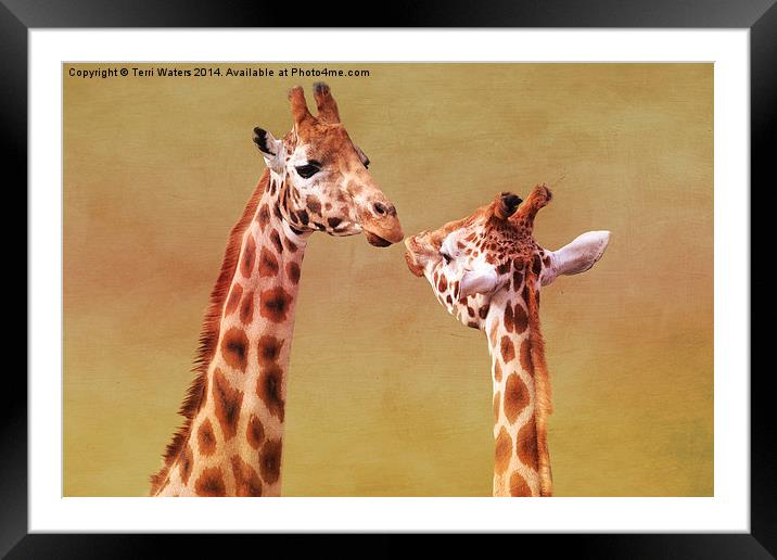   Je T'aime Giraffes Framed Mounted Print by Terri Waters