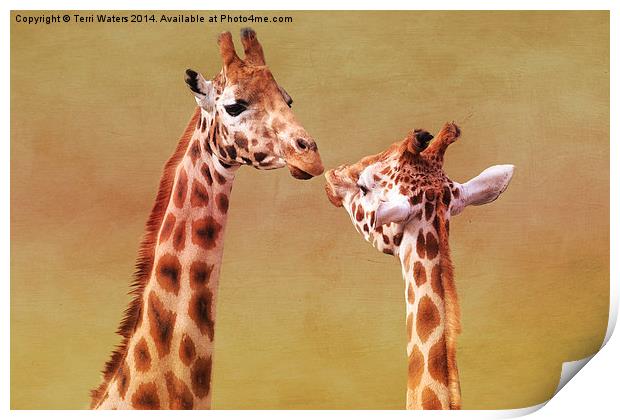   Je T'aime Giraffes Print by Terri Waters