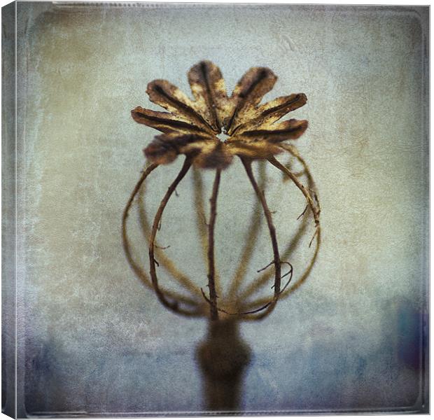 Poppy Seed Head Canvas Print by James Rowland