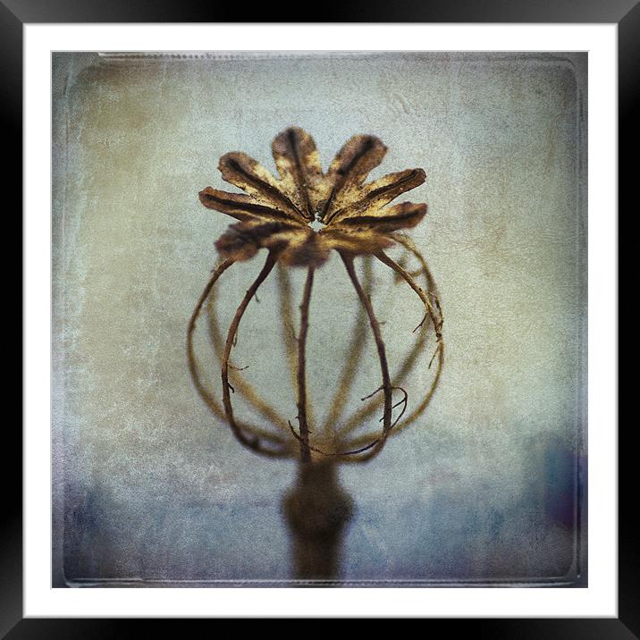 Poppy Seed Head Framed Mounted Print by James Rowland