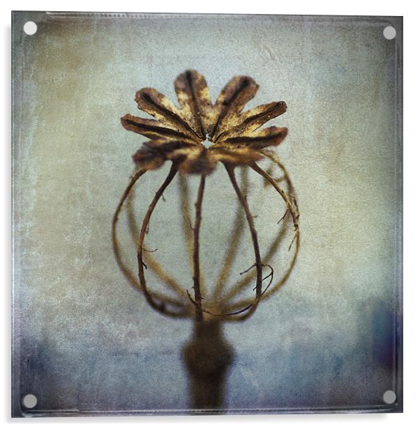 Poppy Seed Head Acrylic by James Rowland