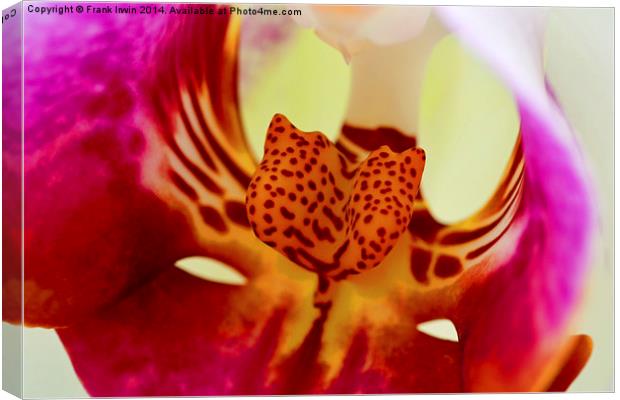  Beautiful White Phalaenopsis Orchid in close-up ( Canvas Print by Frank Irwin