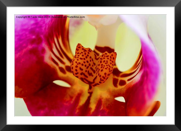  Beautiful White Phalaenopsis Orchid in close-up ( Framed Mounted Print by Frank Irwin