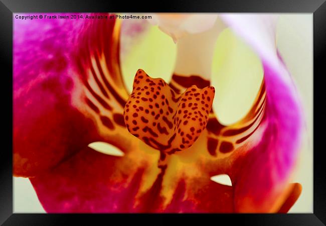  Beautiful White Phalaenopsis Orchid in close-up ( Framed Print by Frank Irwin