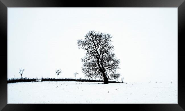 Tree In Snow Landscape, Owston, Leicestershire Framed Print by Steven Garratt