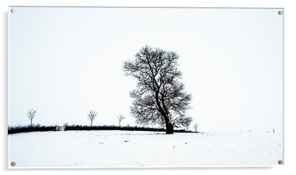 Tree In Snow Landscape, Owston, Leicestershire Acrylic by Steven Garratt