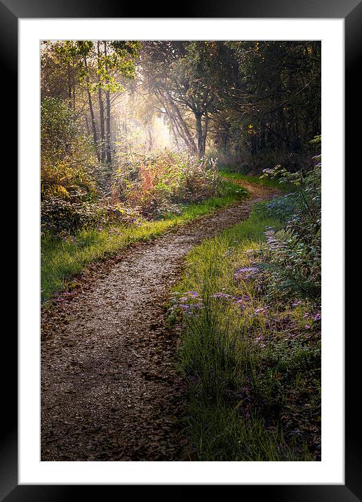  Enchanted lane at Filby Framed Mounted Print by Stephen Mole