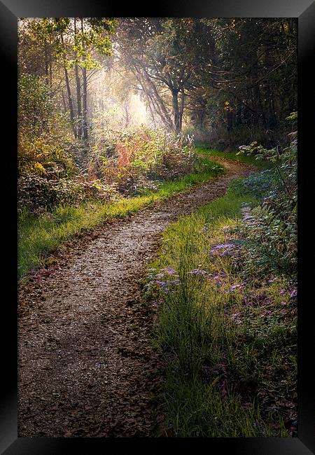  Enchanted lane at Filby Framed Print by Stephen Mole