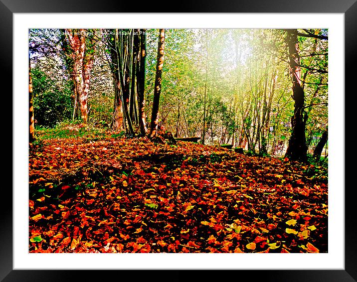  Autumn carpet. Framed Mounted Print by Jason Williams