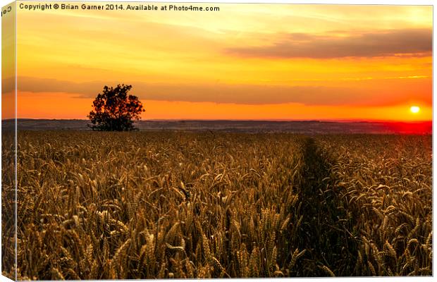  Sunset over the Wheat Canvas Print by Brian Garner