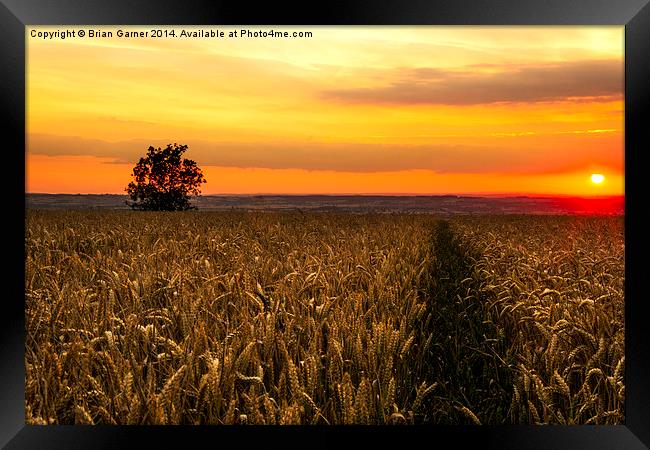  Sunset over the Wheat Framed Print by Brian Garner