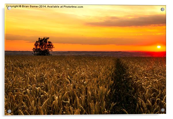  Sunset over the Wheat Acrylic by Brian Garner