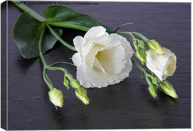  LISIANTHUS Canvas Print by Helen Cullens