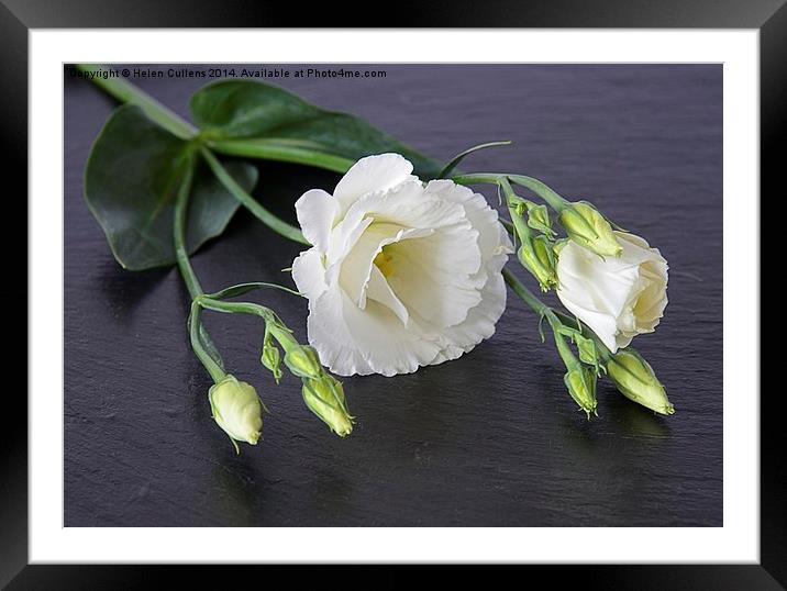 LISIANTHUS Framed Mounted Print by Helen Cullens