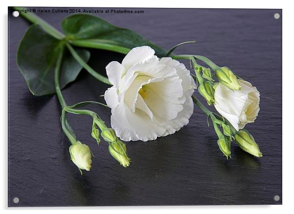 LISIANTHUS Acrylic by Helen Cullens
