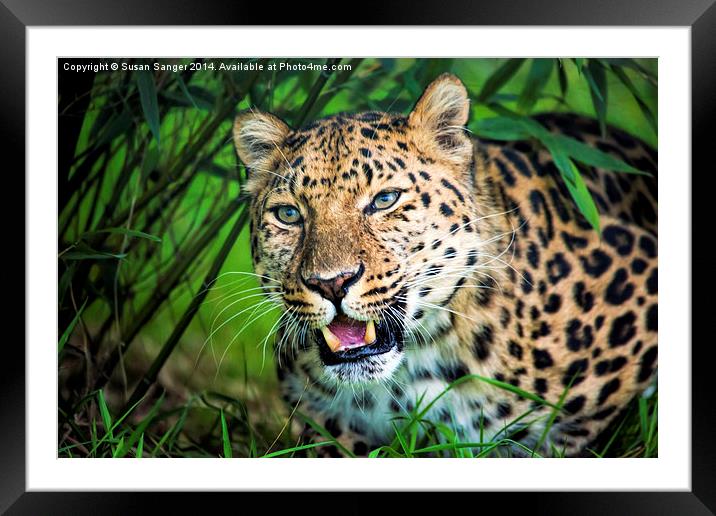  Leopard in bamboo Framed Mounted Print by Susan Sanger