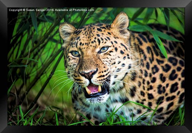  Leopard in bamboo Framed Print by Susan Sanger