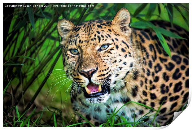  Leopard in bamboo Print by Susan Sanger