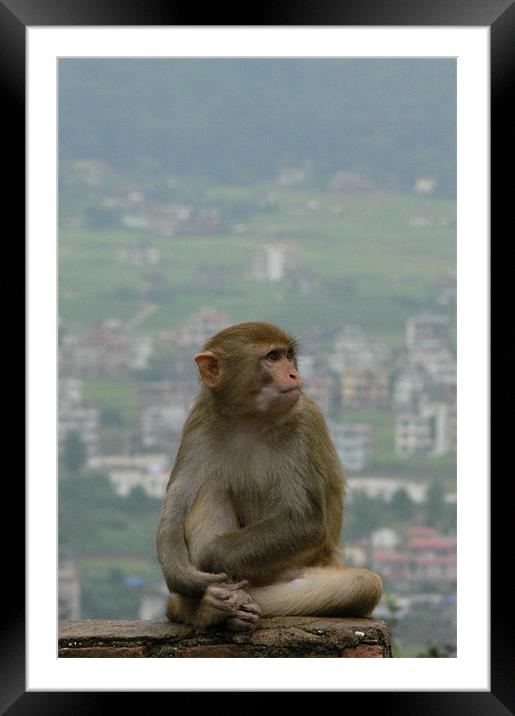 Relaxed, on top of the world Framed Mounted Print by Heath Birrer