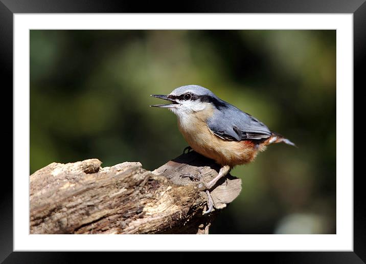 A singing Nuthatch Framed Mounted Print by Maria Gaellman