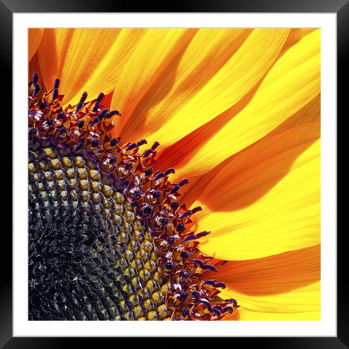 Sunflower Framed Mounted Print by Eyal Nahmias