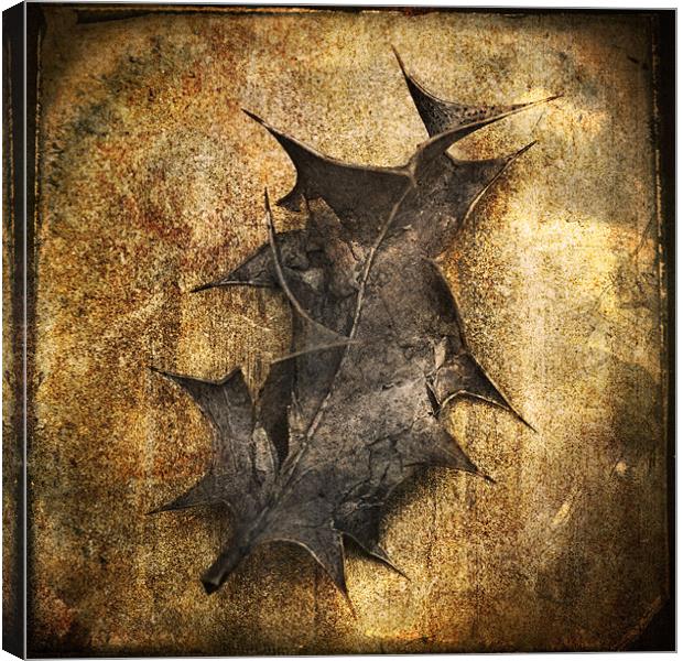 Decaying Holly Leaf Canvas Print by James Rowland