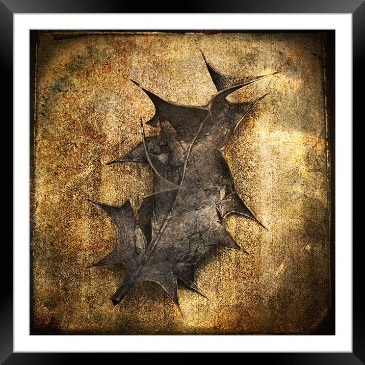 Decaying Holly Leaf Framed Mounted Print by James Rowland
