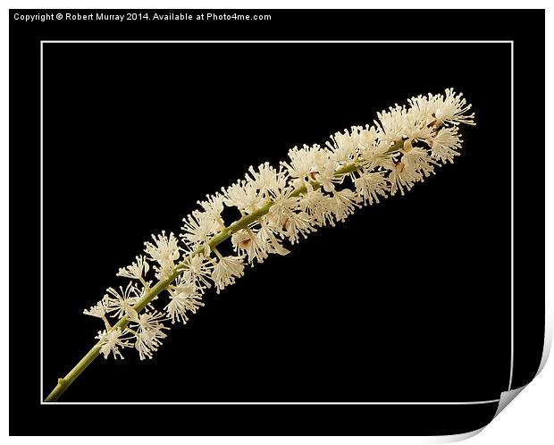  Bugbane Bottlebrush Print by Robert Murray