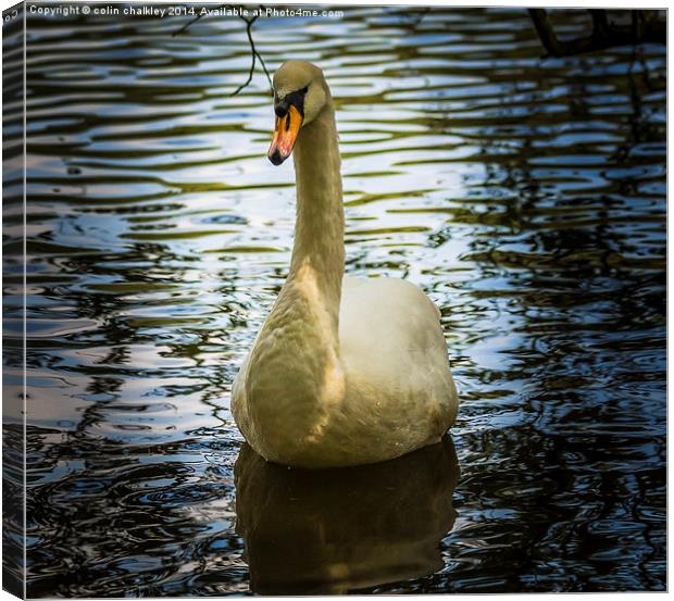  Swan Canvas Print by colin chalkley