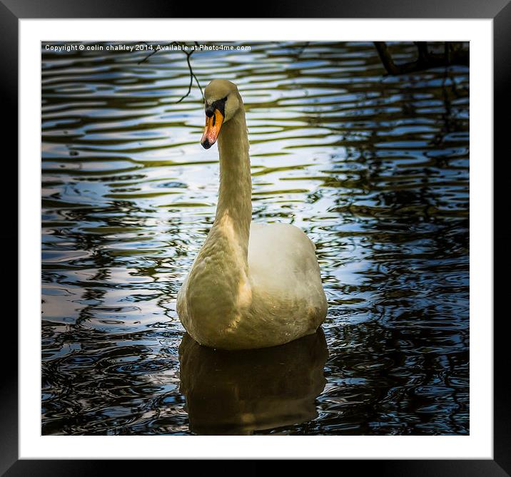  Swan Framed Mounted Print by colin chalkley